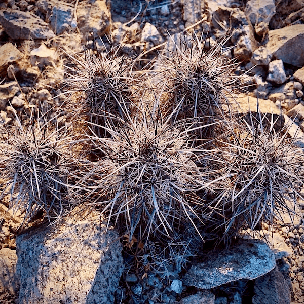 cactus growing out of a pile of rocks